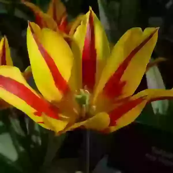 Fire Wings (lily flowered)